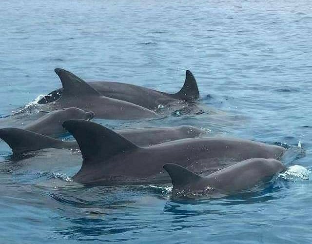 Dolphin Tour