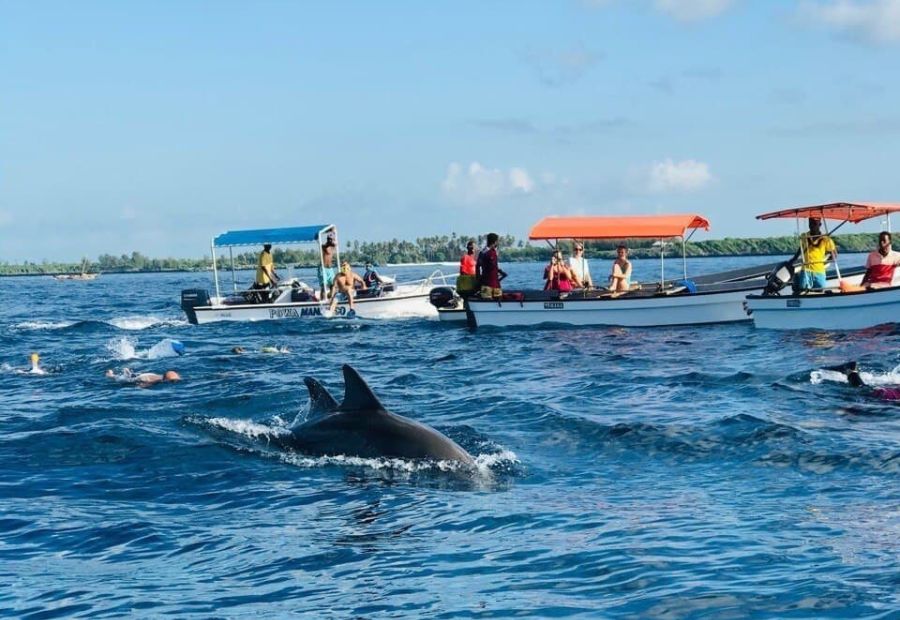 Dolphin Tour gallery 2