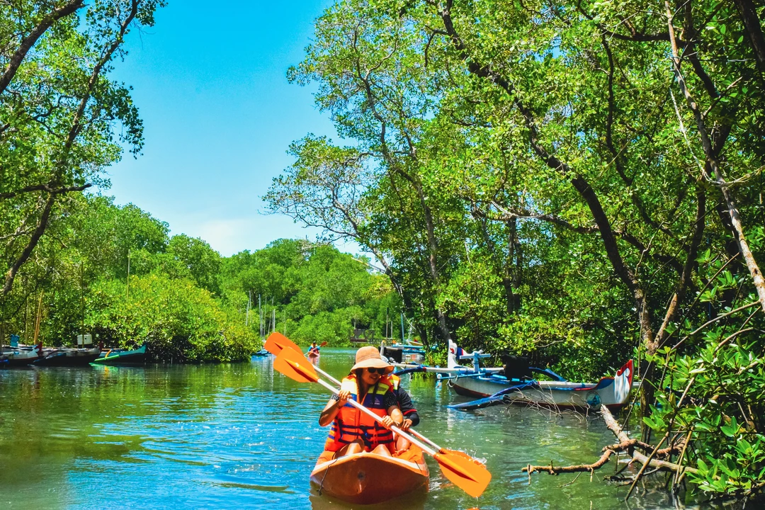 Mangrove Forest Tour