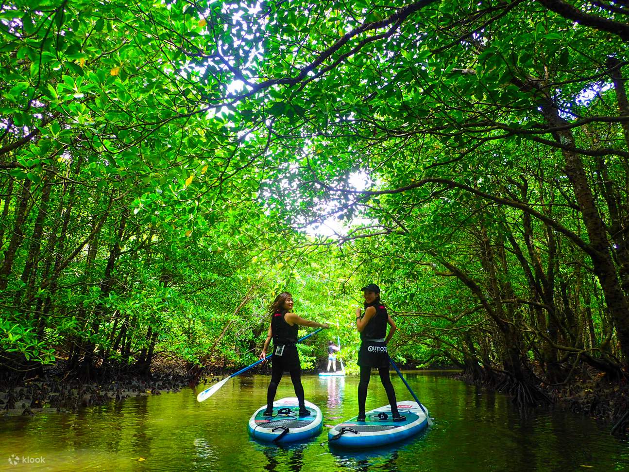 Mangrove Forest Tour gallery 2
