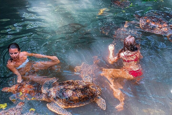 Swimming with Turtles gallery 2
